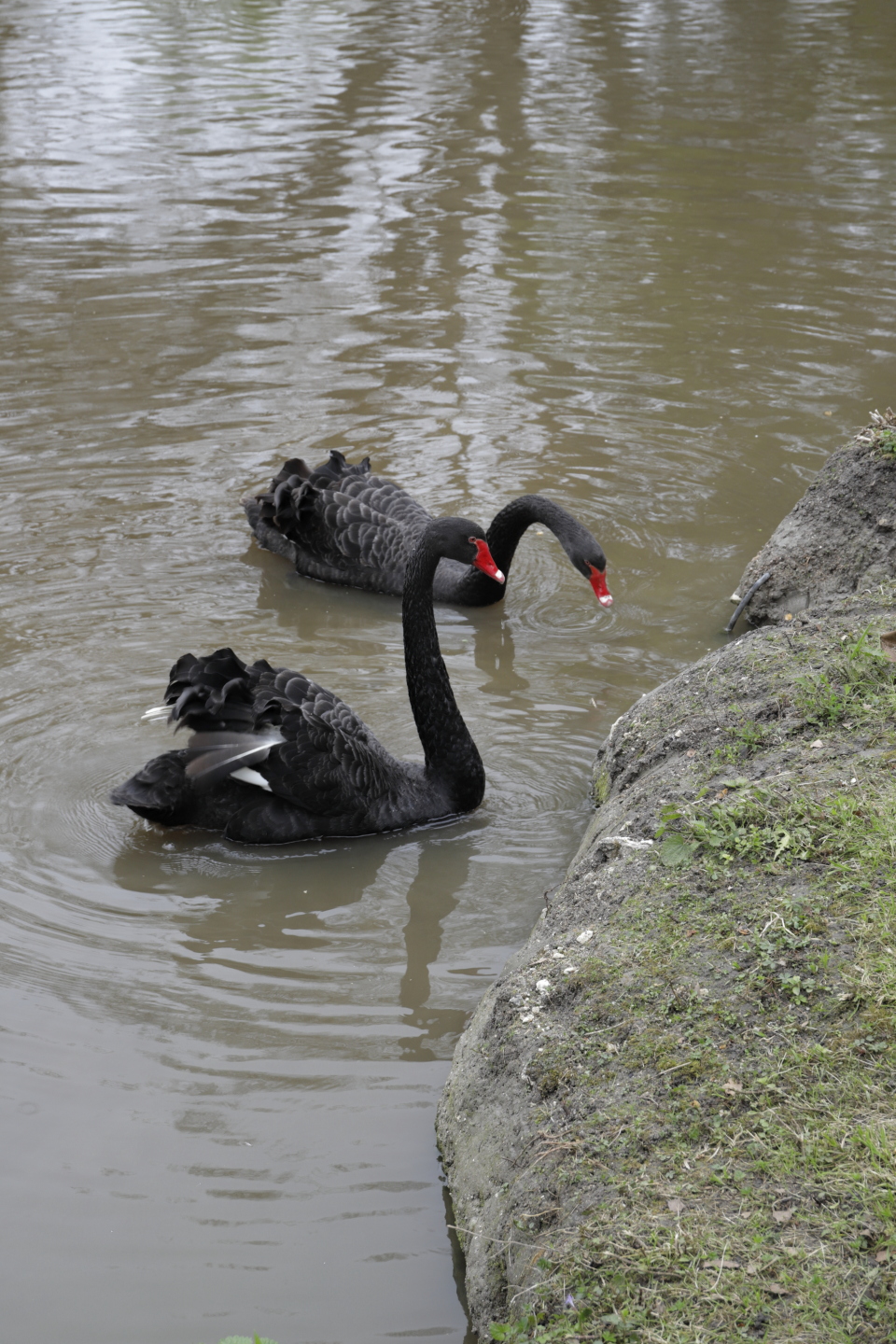 Cygnes noirs dans les eaux du parc.